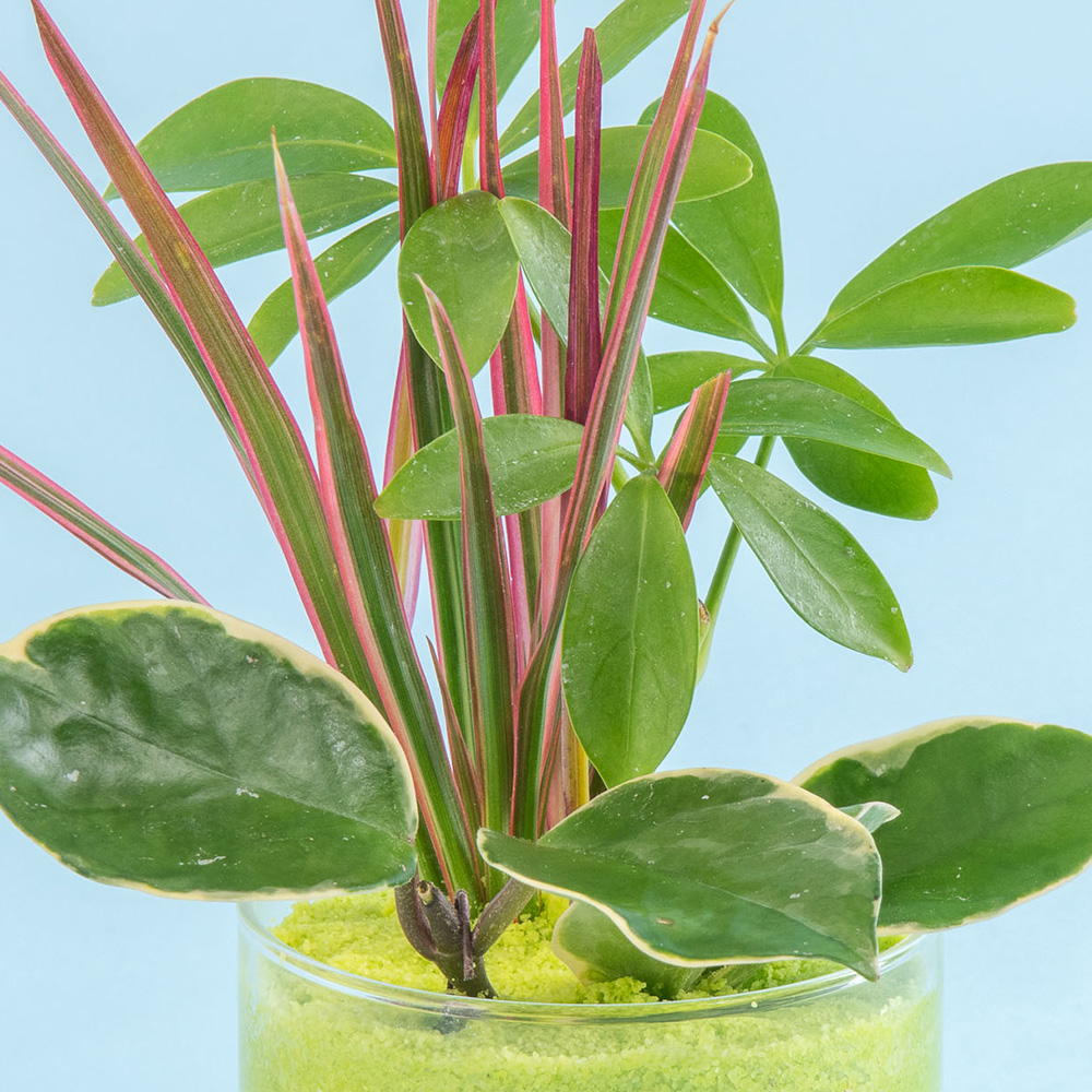 父の日 カラーサンド観葉植物寄せ植え