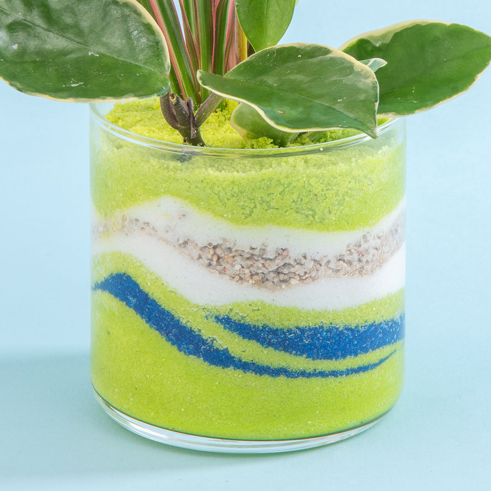 父の日 カラーサンド観葉植物寄せ植え