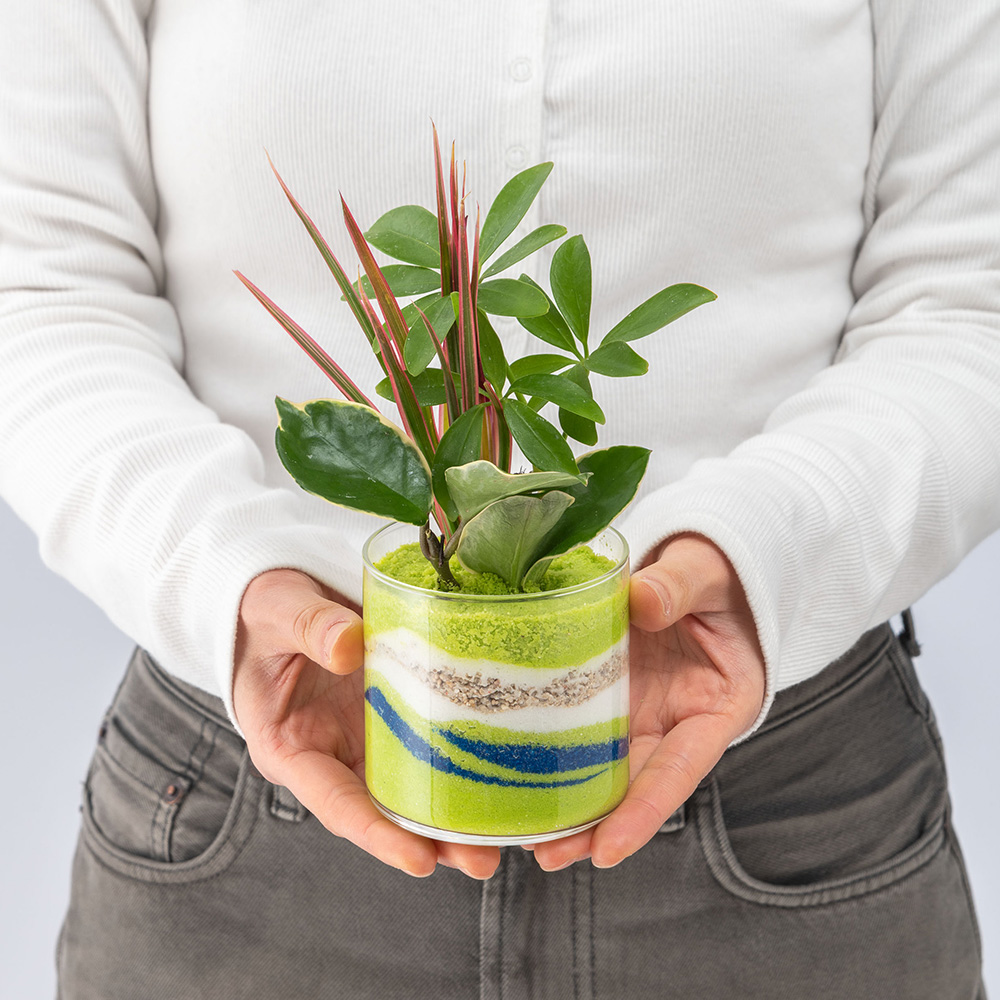 父の日 カラーサンド観葉植物寄せ植え