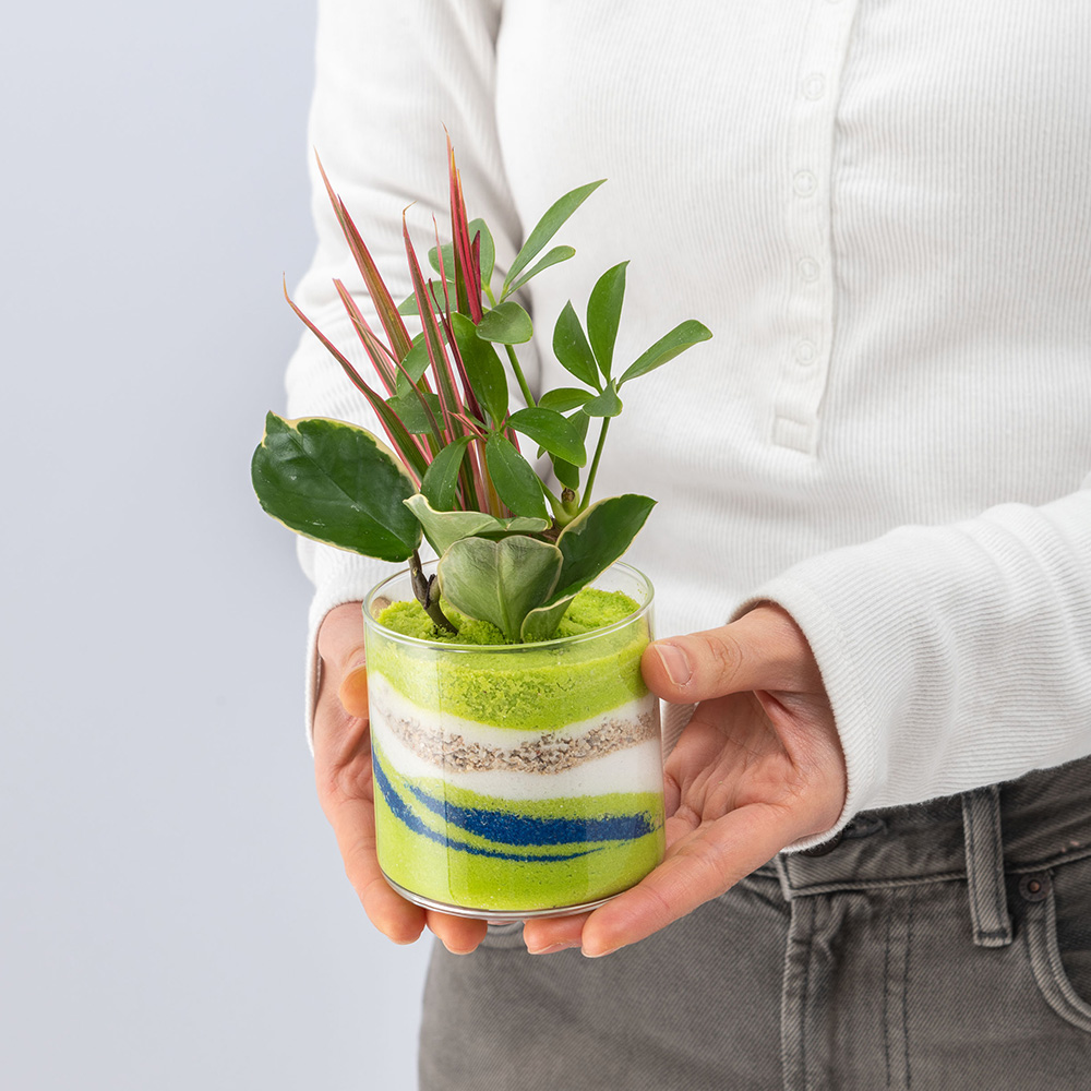 父の日 カラーサンド観葉植物寄せ植え