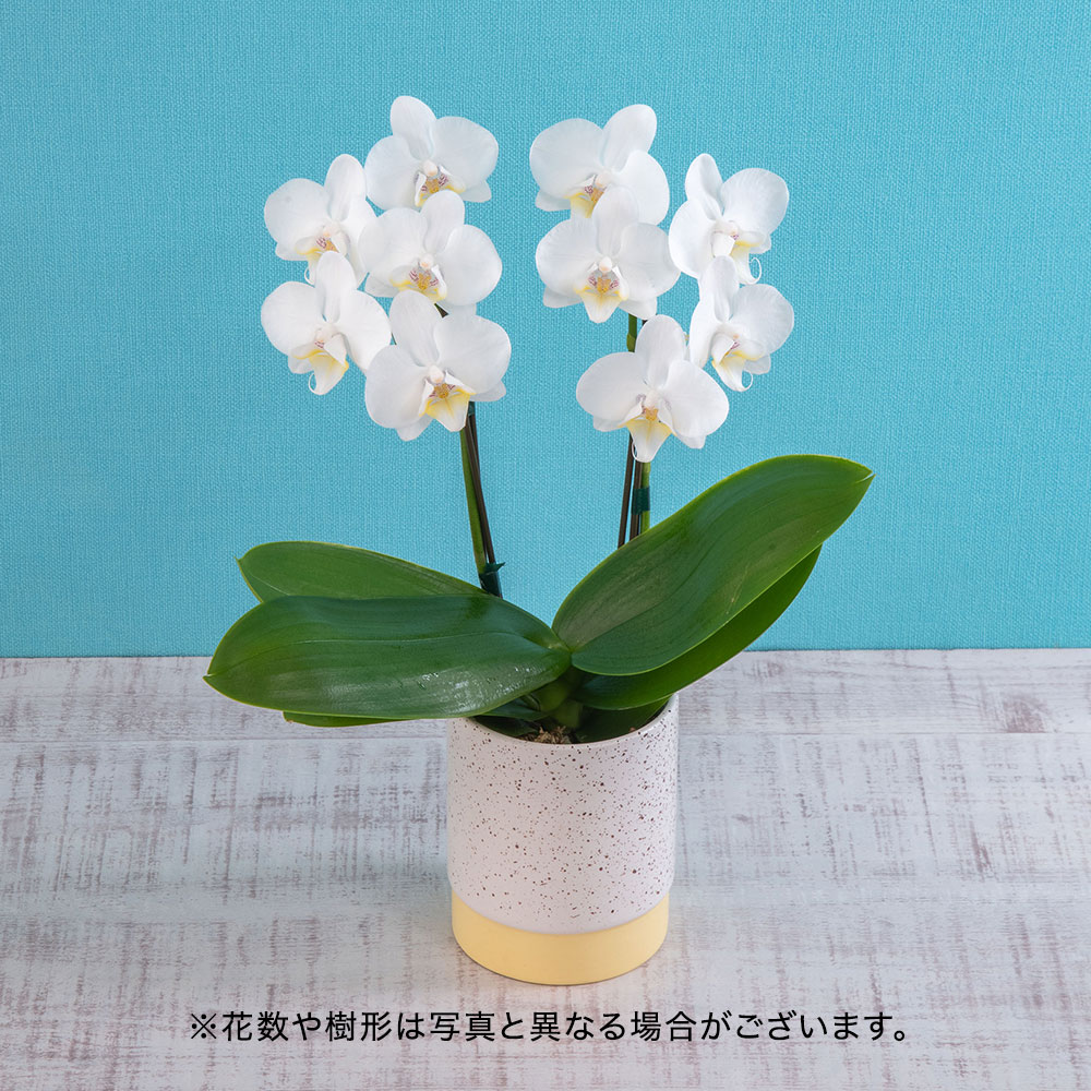 父の日 とらや「最中」とミディ胡蝶蘭のセット