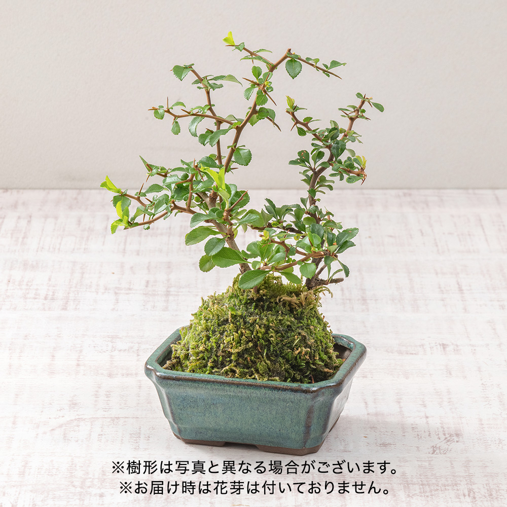 敬老の日 紅白長寿梅