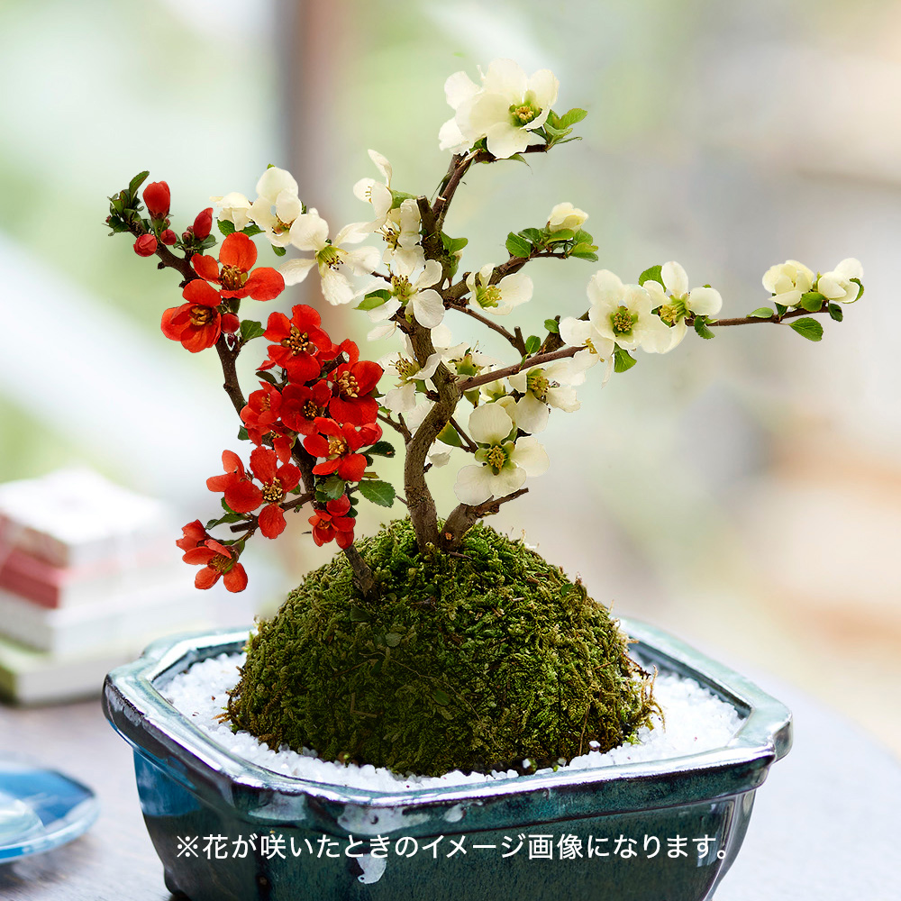 敬老の日 紅白長寿梅