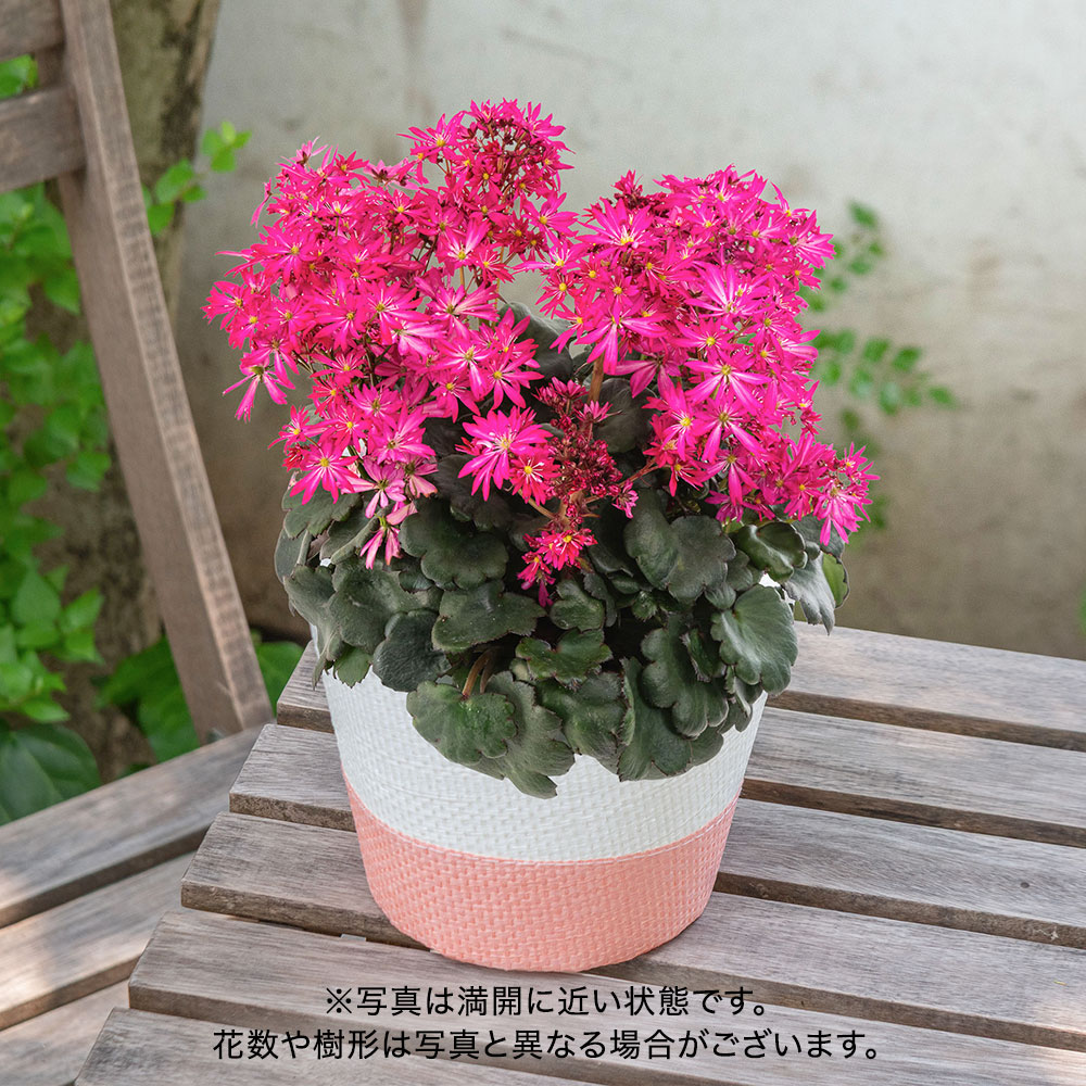 【敬老の日まだ間に合う！】 　西洋大文字草「ダンシングピクシー ティア」（5号）