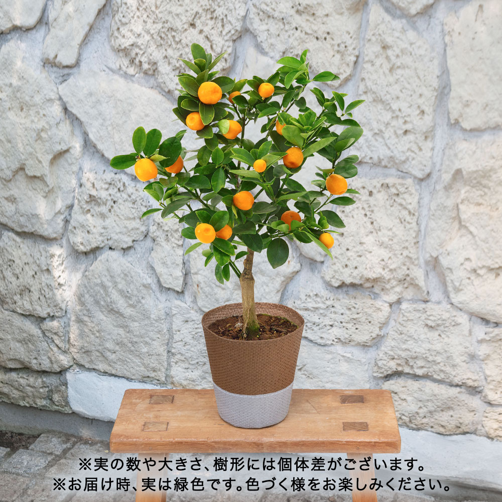 敬老の日 キンカン「福寿金柑」(5号)