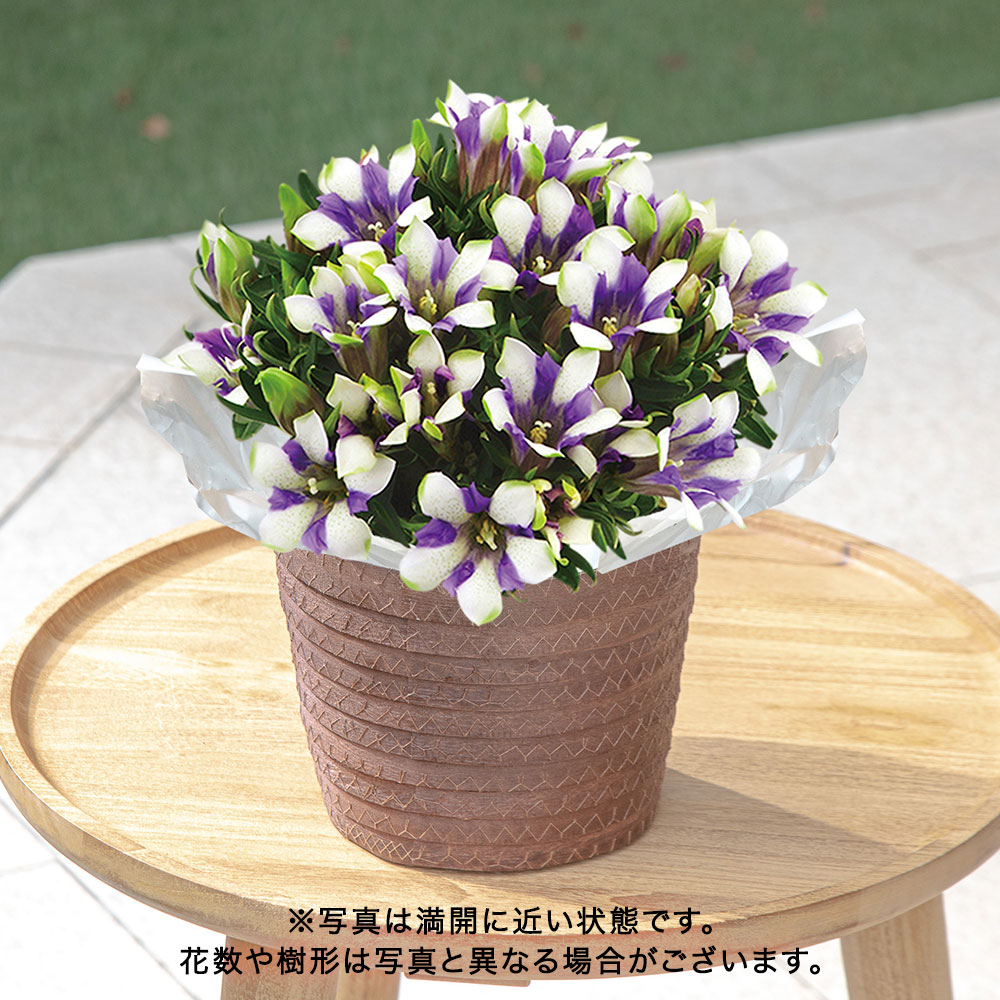 敬老の日 リンドウ「白寿」（5号）