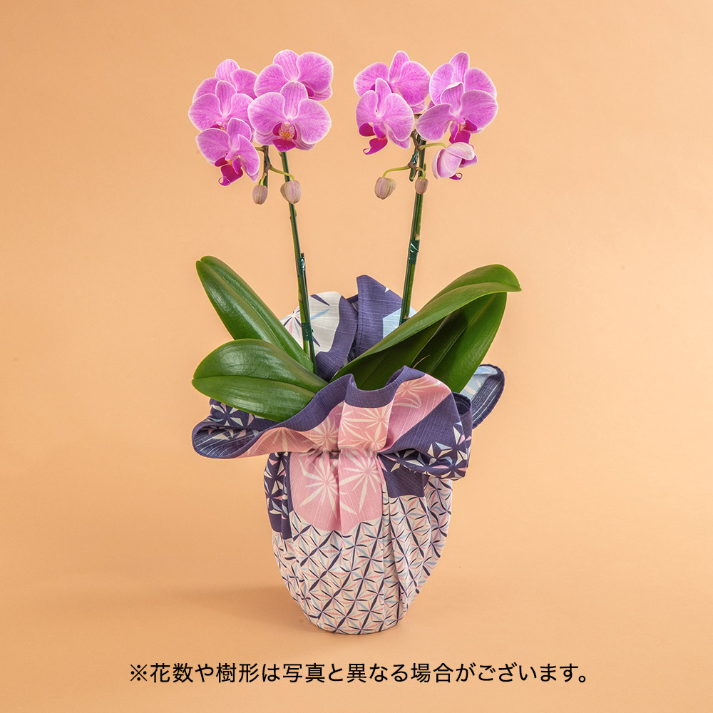 敬老の日 風呂敷包み ミディ胡蝶蘭「コーラルパラダイス」（2本立ち）