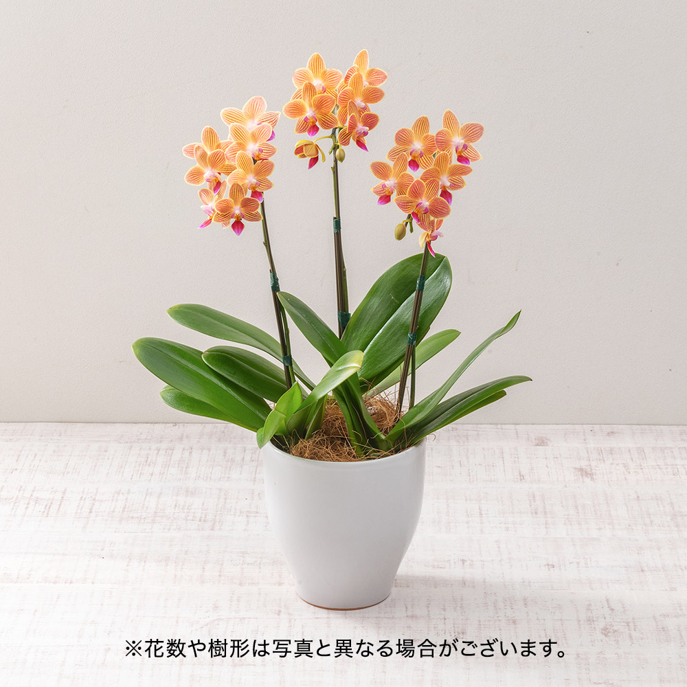 敬老の日 ミディ胡蝶蘭「キシマ」（3本立ち）