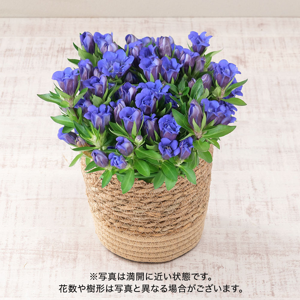 敬老の日 宗家 源 吉兆庵「月夜のうさぎ」とリンドウ（青）のセット
