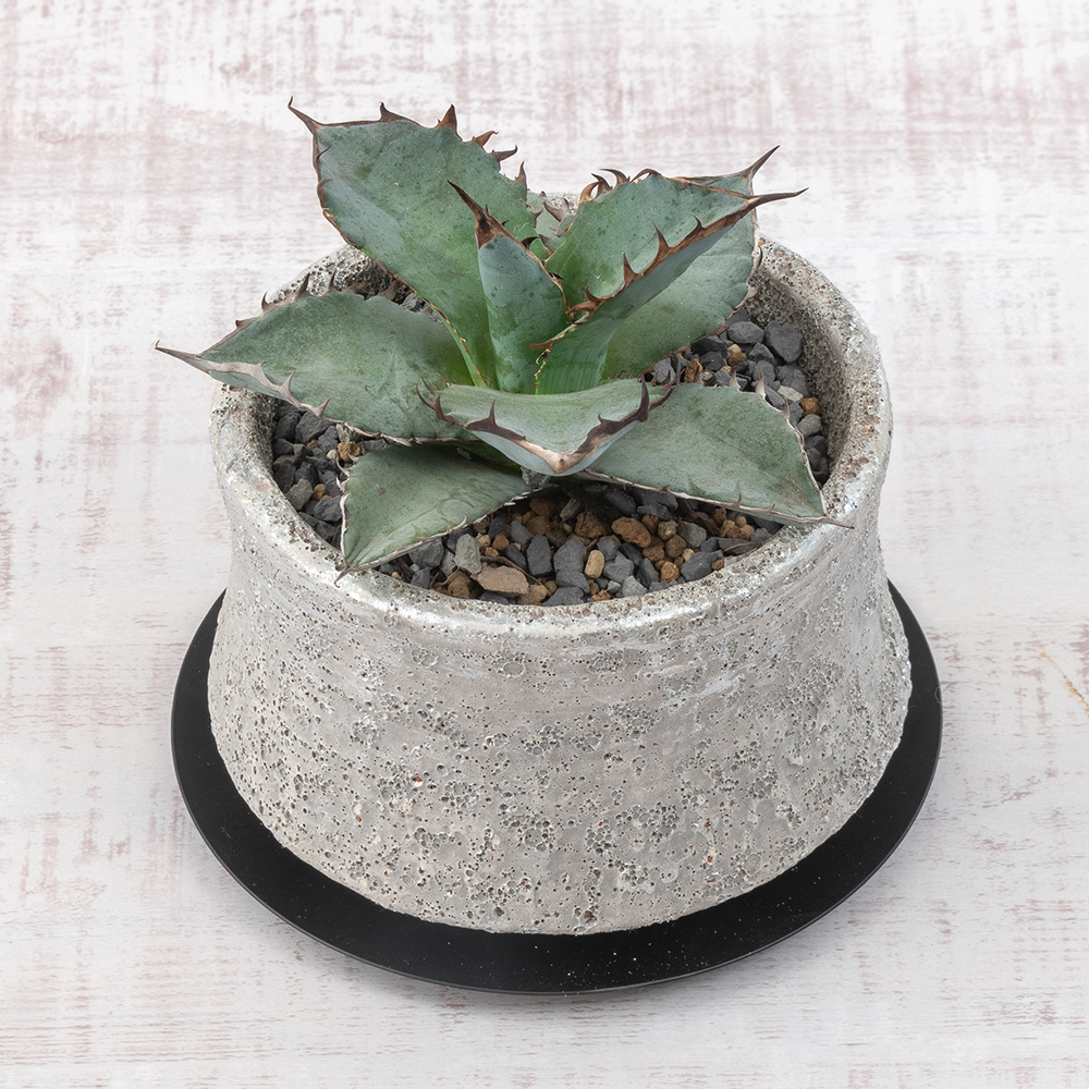 観葉植物 アガベ「チタノタブルー」