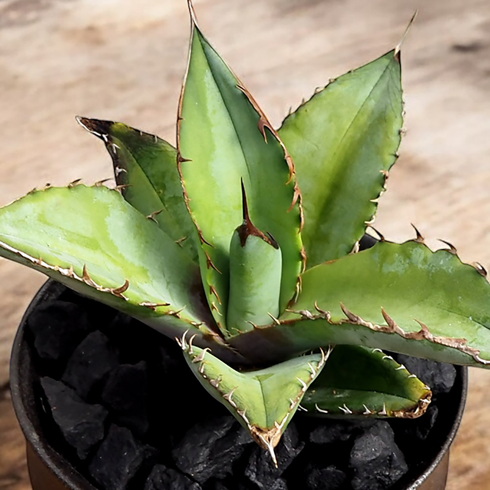観葉植物 アガベ「チタノタブルー」