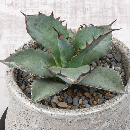 観葉植物 アガベ「チタノタブルー」
