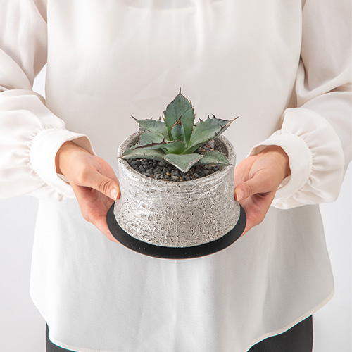 観葉植物 アガベ「チタノタブルー」