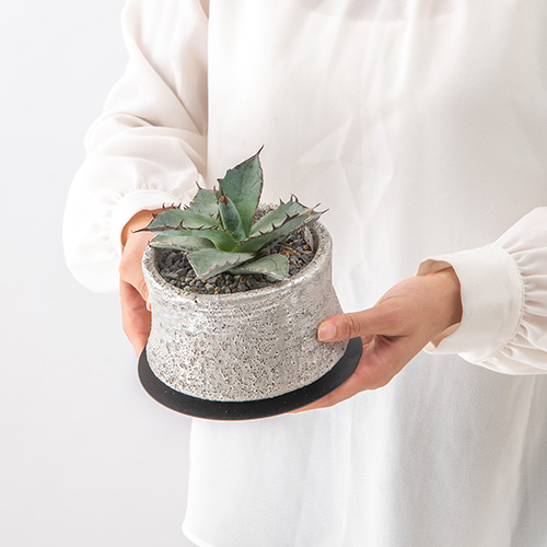観葉植物 アガベ「チタノタブルー」