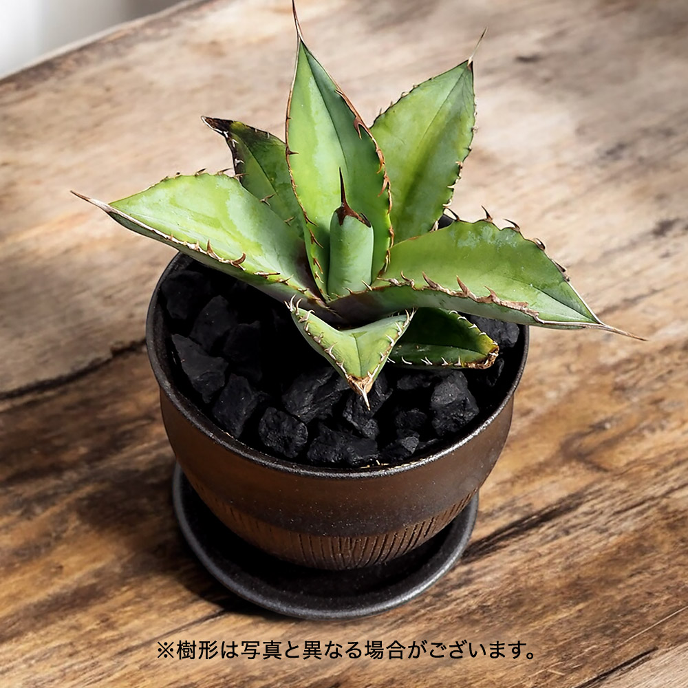 観葉植物 アガベ「チタノタブルー」