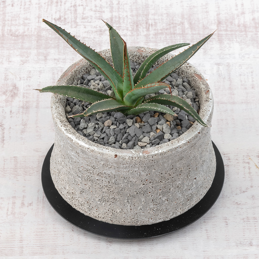 観葉植物 アガベ「ホリダ」