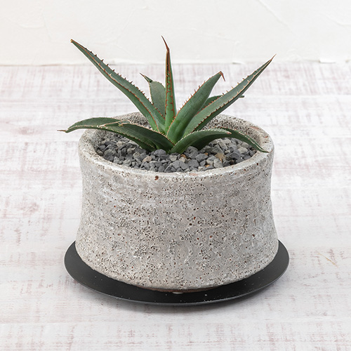 観葉植物 アガベ「ホリダ」