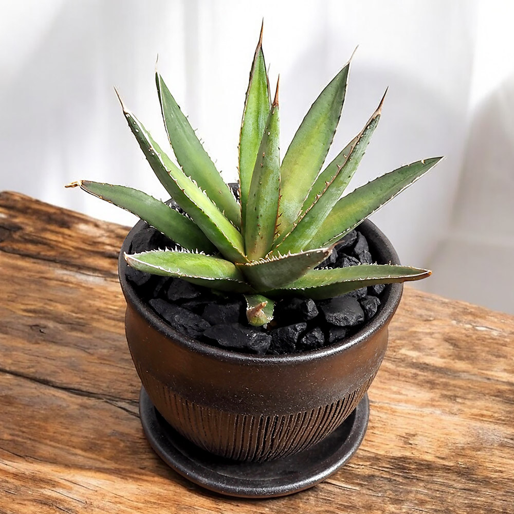 観葉植物 アガベ「ホリダ」