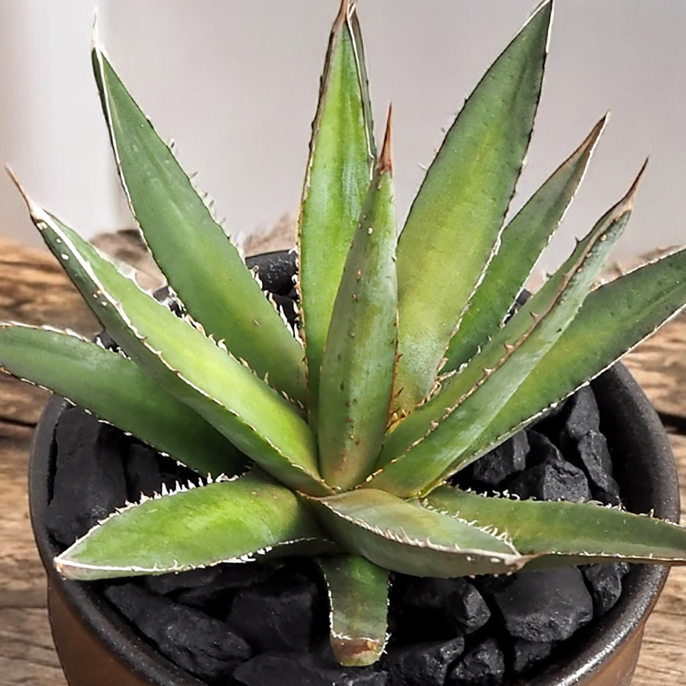 観葉植物 アガベ「ホリダ」