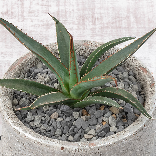 観葉植物 アガベ「ホリダ」
