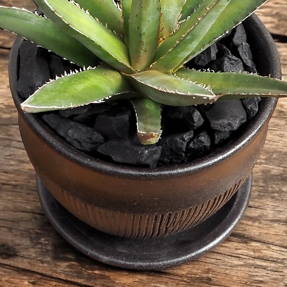 観葉植物 アガベ「ホリダ」