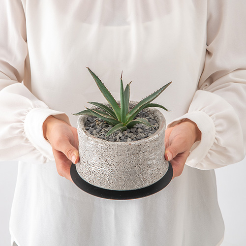 観葉植物 アガベ「ホリダ」