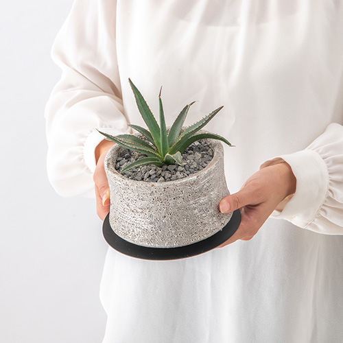 観葉植物 アガベ「ホリダ」
