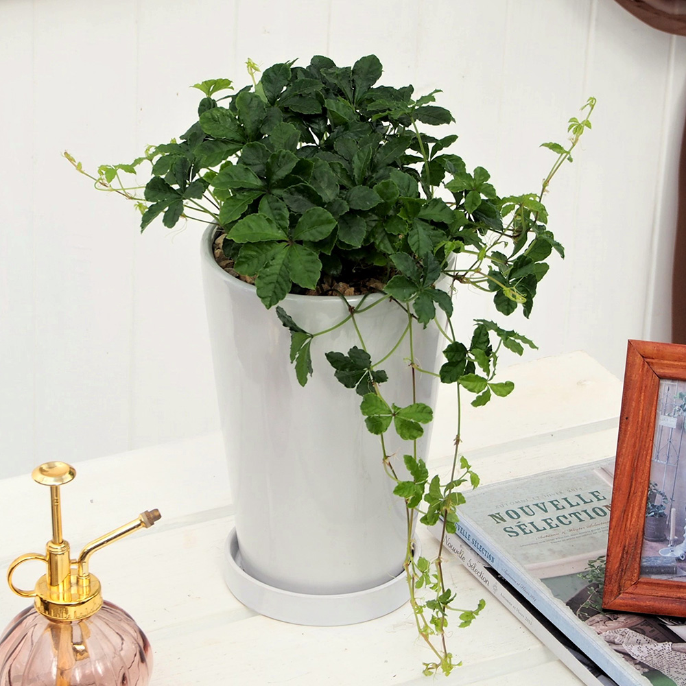 観葉植物 シュガーバイン「ジャルダン」