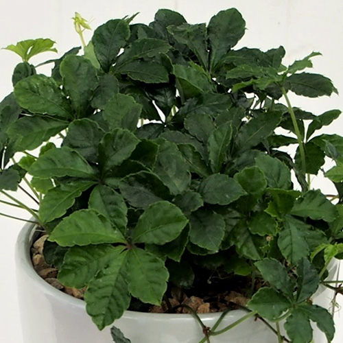観葉植物 シュガーバイン「ジャルダン」