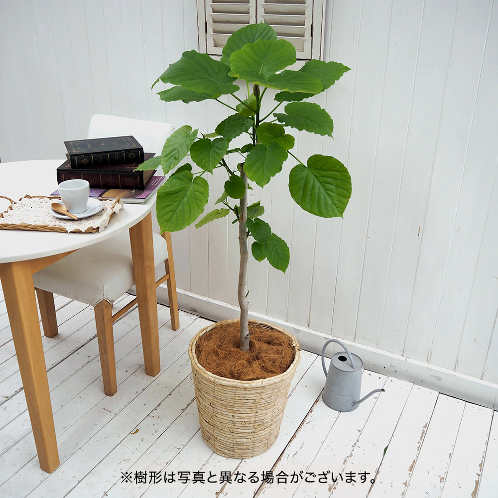 観葉植物「ウンベラータ（L）・バスケット」