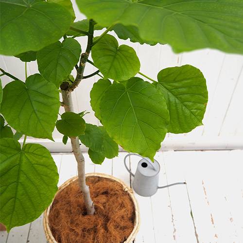 観葉植物「ウンベラータ（L）・バスケット」