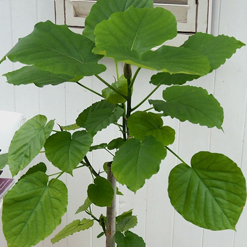 観葉植物「ウンベラータ（L）・バスケット」