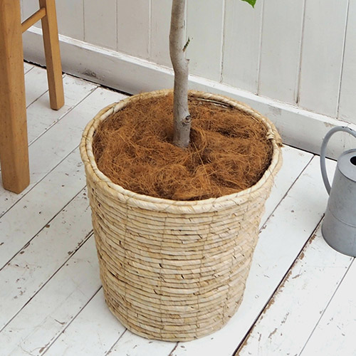 観葉植物「ウンベラータ（L）・バスケット」