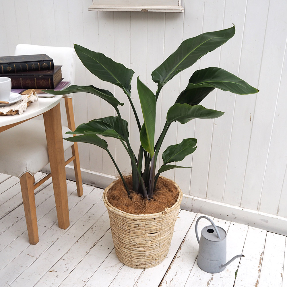 観葉植物「オーガスタ（L）・バスケット」
