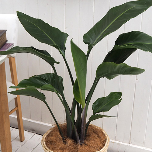 観葉植物「オーガスタ（L）・バスケット」