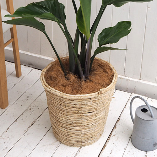 観葉植物「オーガスタ（L）・バスケット」
