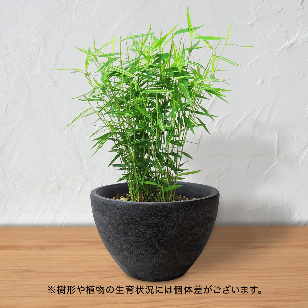 姫竹（青）盆栽風仕立て