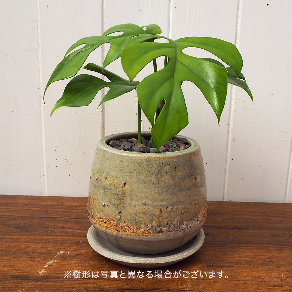 観葉植物 ヒメモンステラ