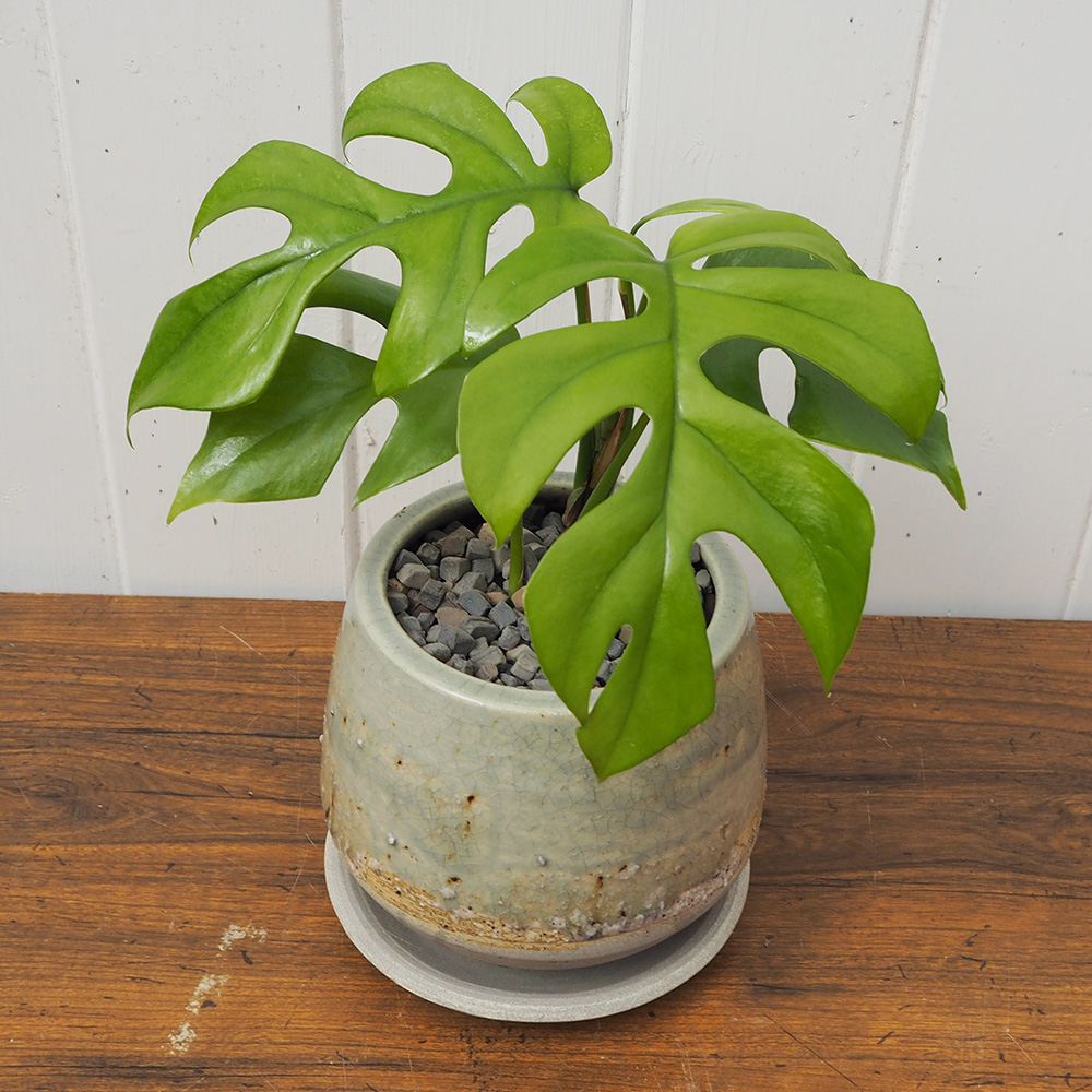 観葉植物 ヒメモンステラ
