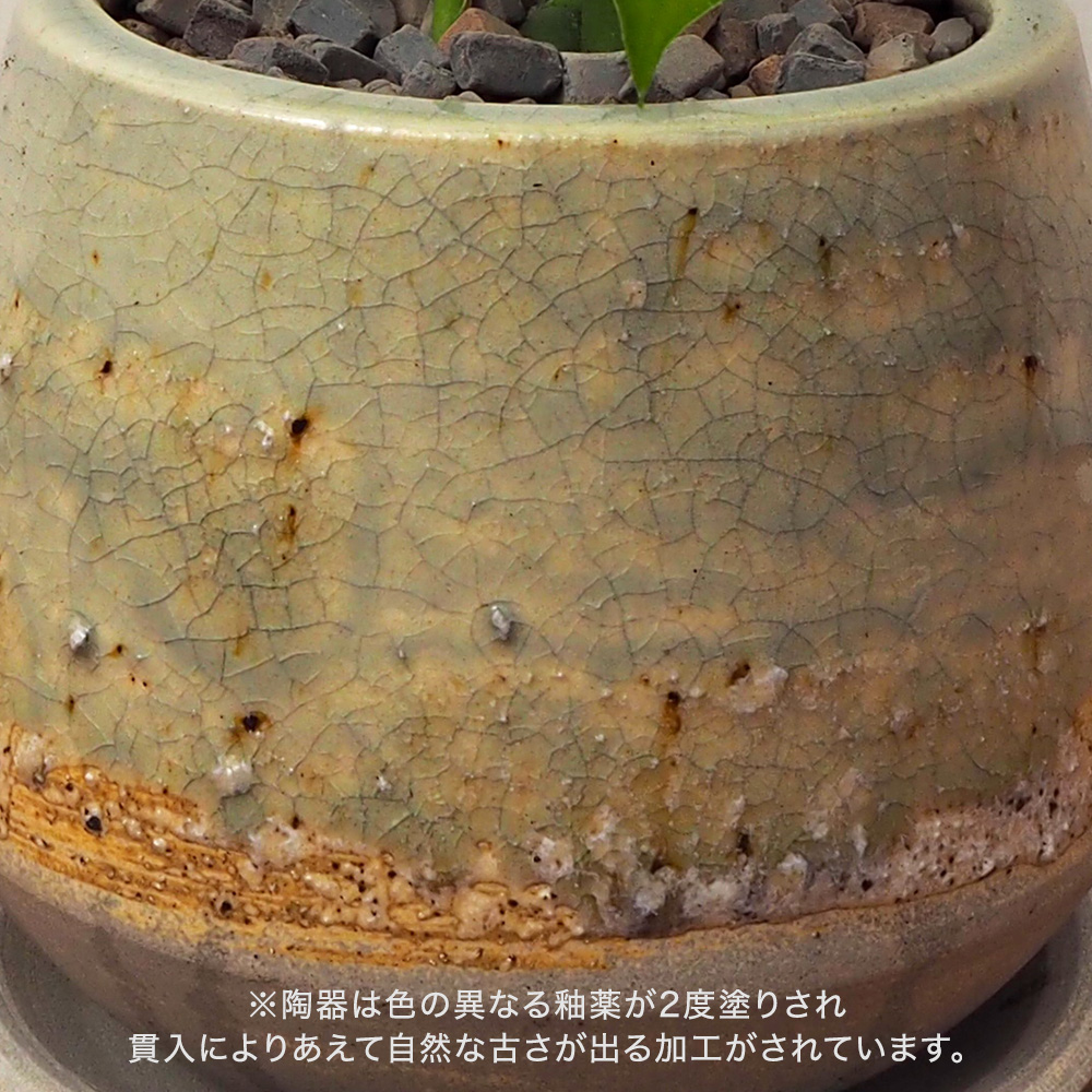 観葉植物 ヒメモンステラ