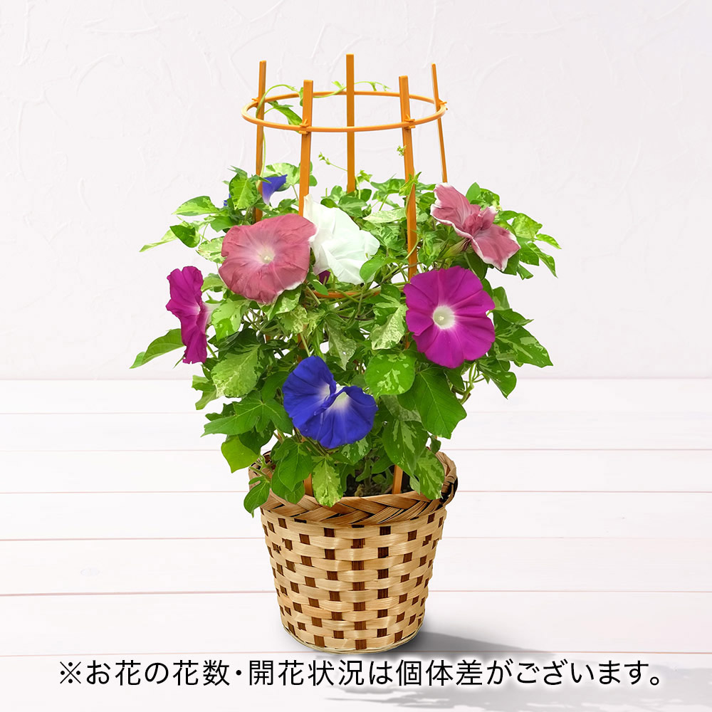 旬の花鉢 日本朝顔（4色咲き）6号