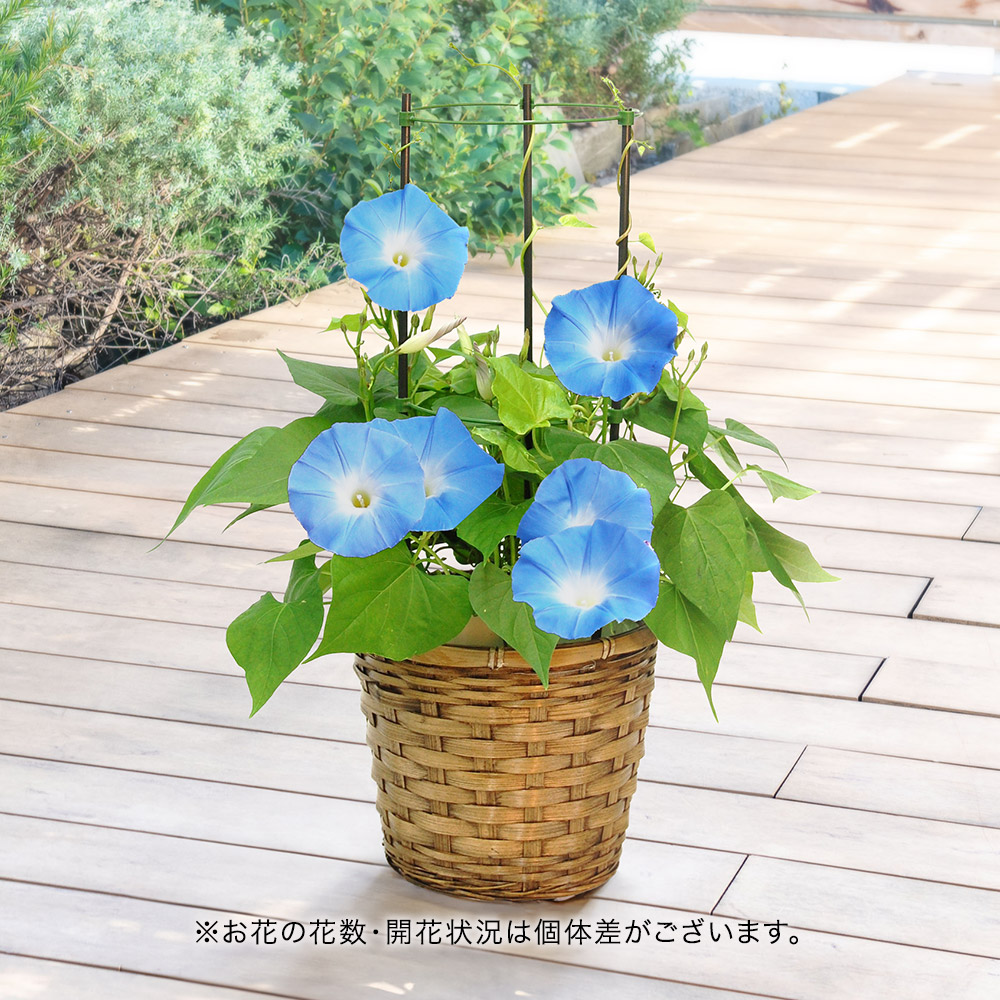 旬の花鉢 西洋朝顔「ヘブンリーブルー」5号