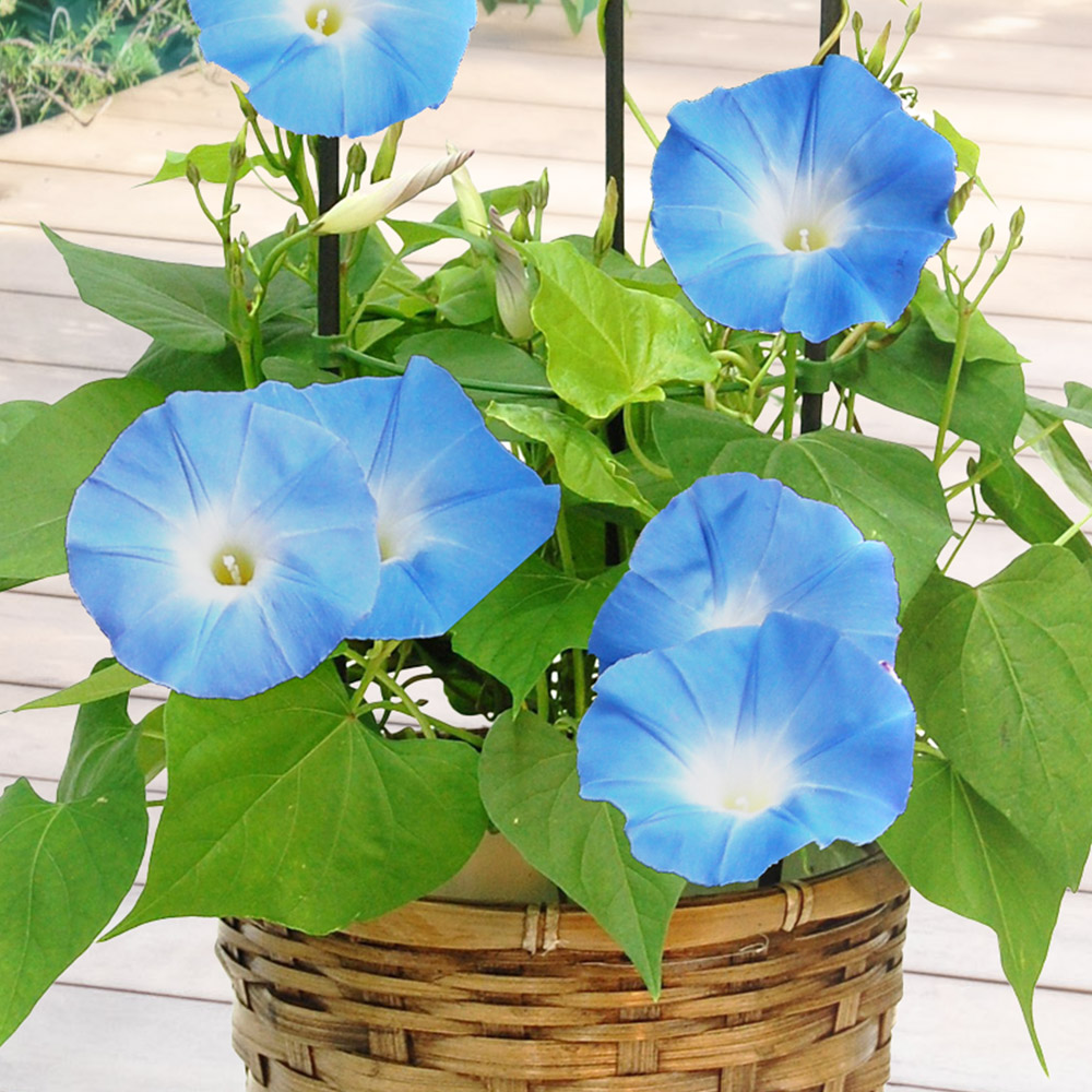 旬の花鉢 西洋朝顔「ヘブンリーブルー」5号