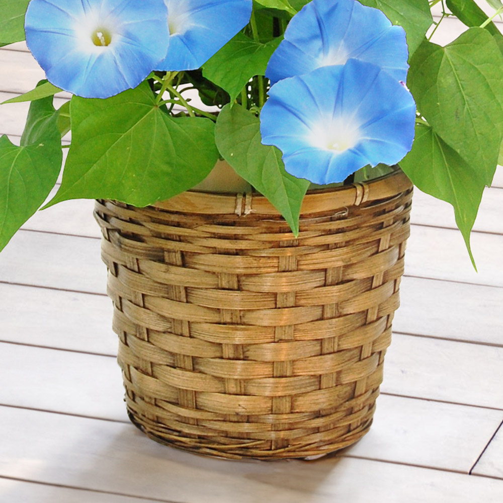 旬の花鉢 西洋朝顔「ヘブンリーブルー」5号