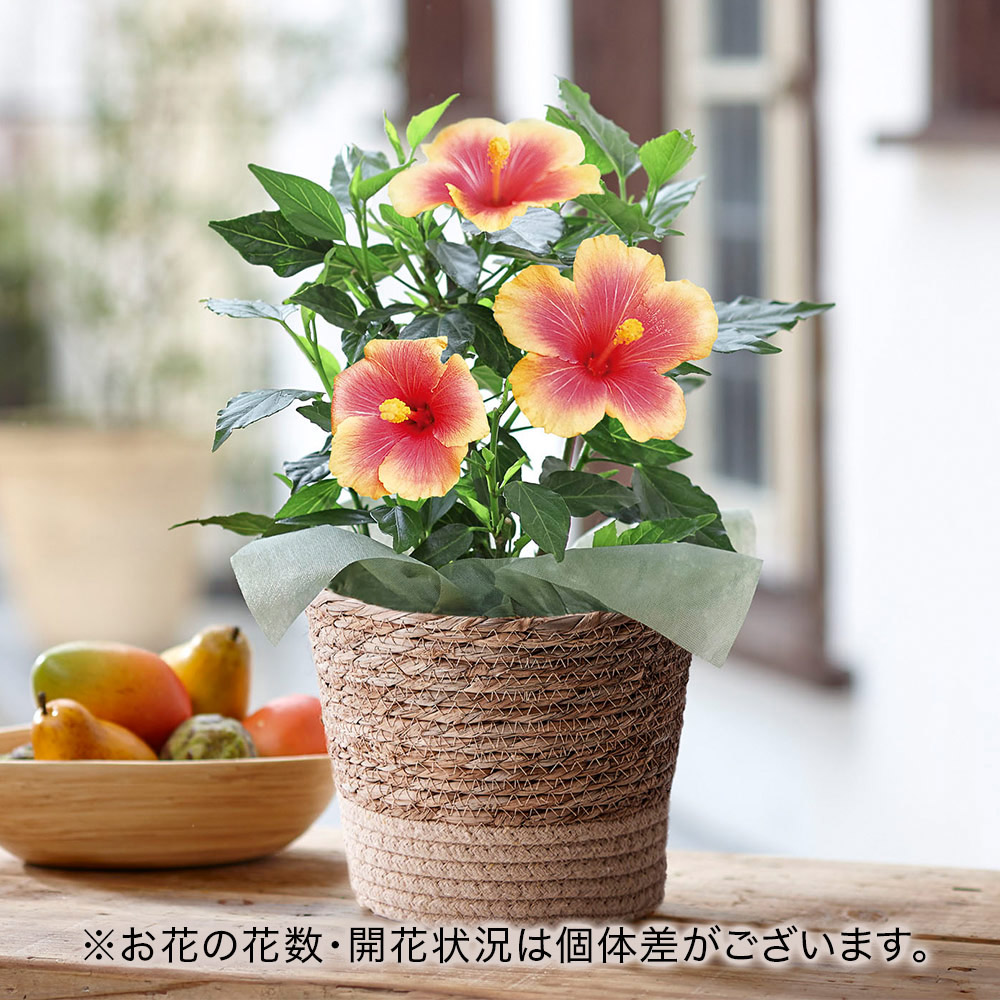 旬の花鉢  ハイビスカス「ミセスユミ」