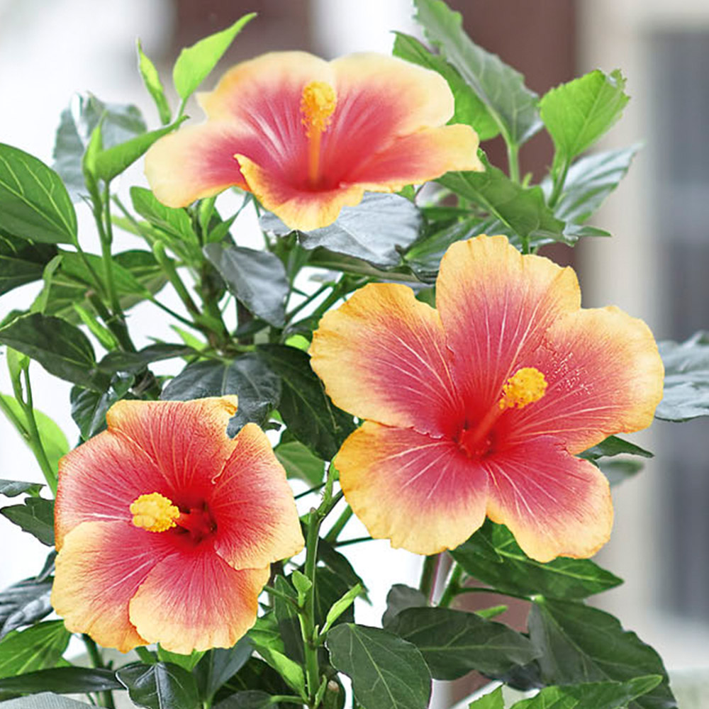 旬の花鉢  ハイビスカス「ミセスユミ」