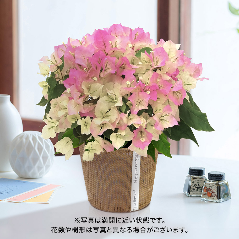 旬の花鉢 ブーゲンビリア（複色）