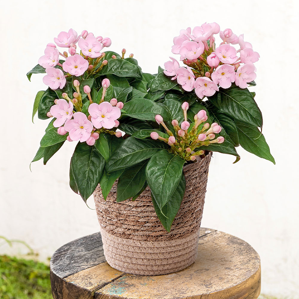 旬の鉢 におい桜 （5号）