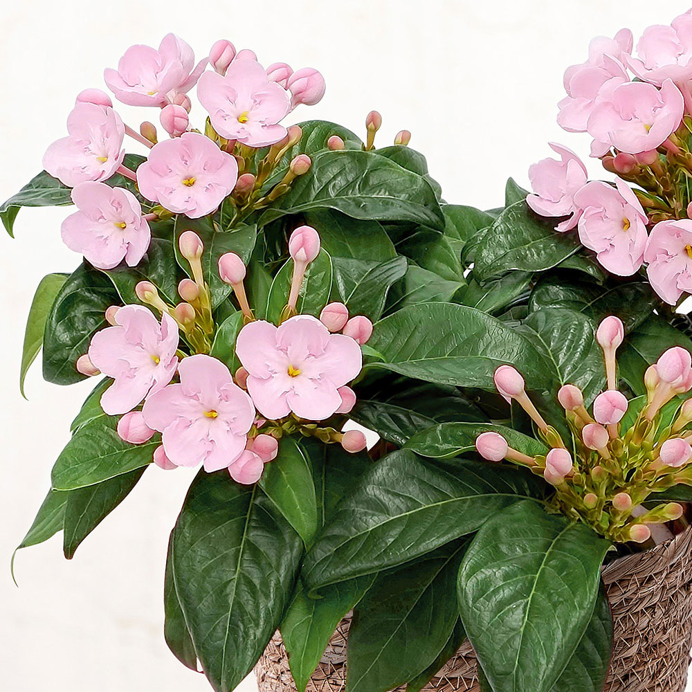旬の鉢 におい桜 （5号）