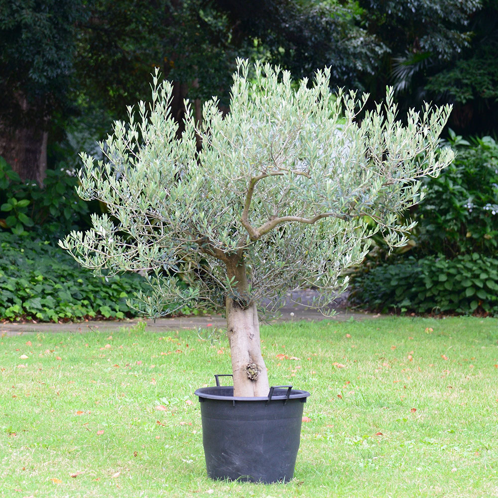 観葉植物「オリーブ（18号）」【東京都エリア限定】